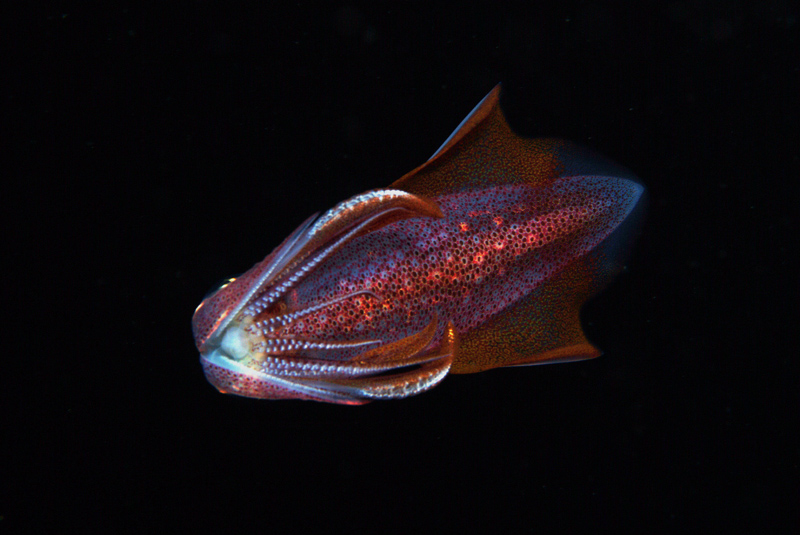 Loligo vulgaris